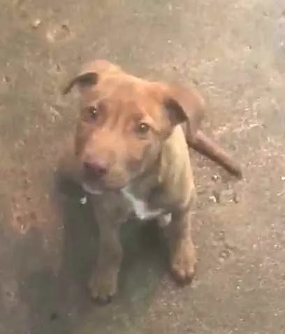 Cachorro ra a  idade 2 a 6 meses nome Filhote Sueli