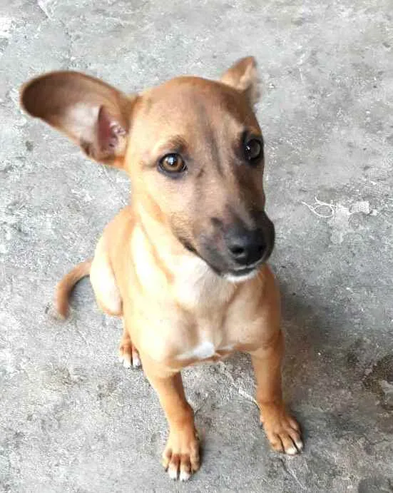 Cachorro ra a  idade 2 a 6 meses nome Nina