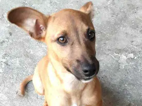 Cachorro ra a  idade 2 a 6 meses nome Nina