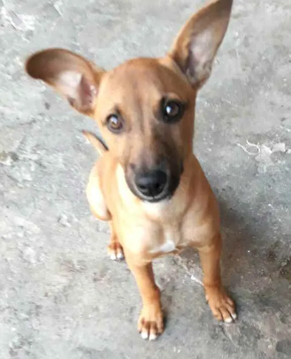 Cachorro ra a  idade 2 a 6 meses nome Nina