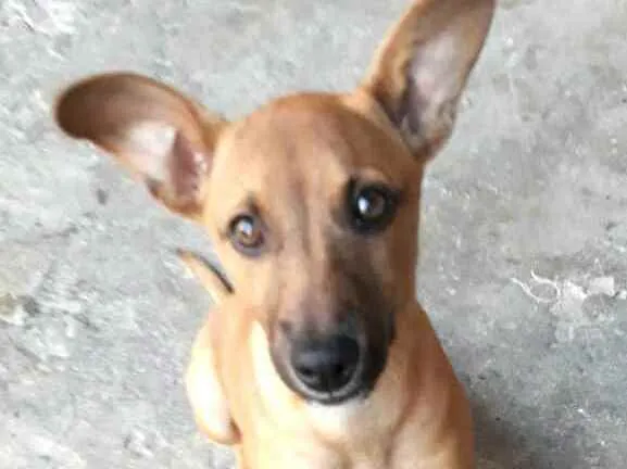 Cachorro ra a  idade 2 a 6 meses nome Nina