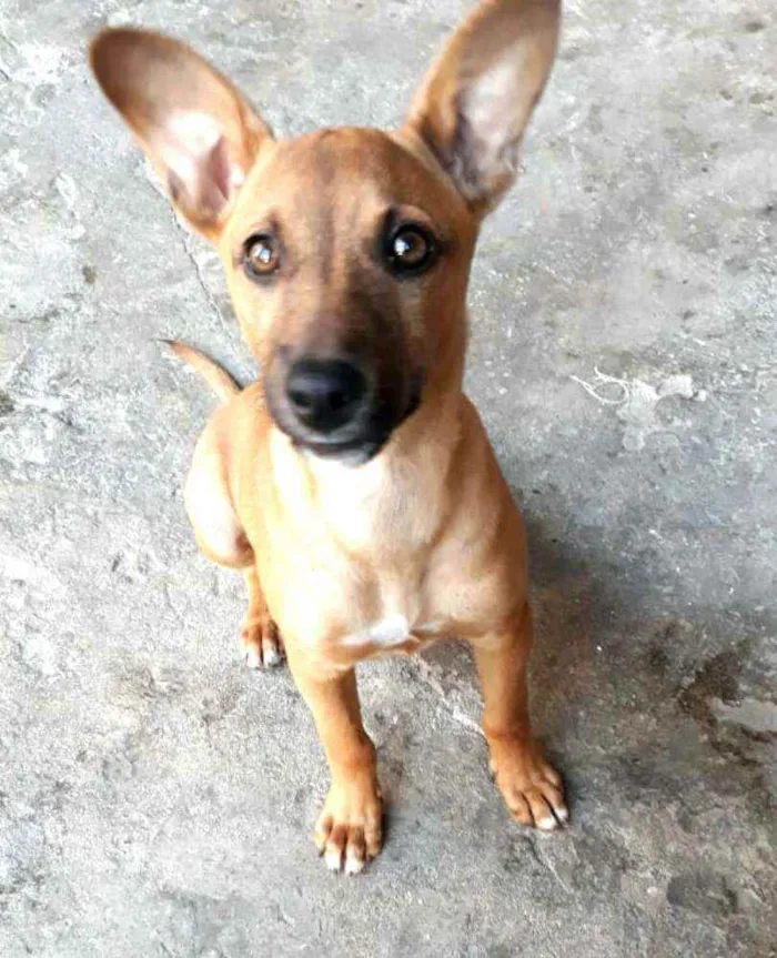 Cachorro ra a  idade 2 a 6 meses nome Nina