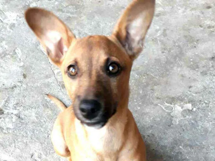 Cachorro ra a  idade 2 a 6 meses nome Nina