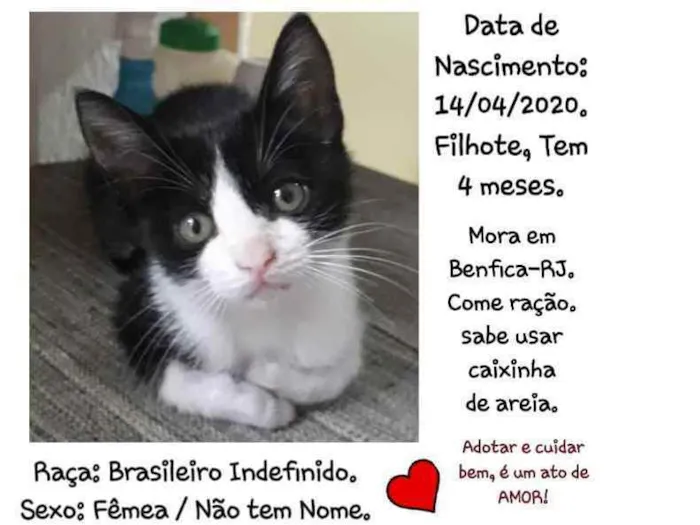 Gato ra a Brasileiro, raça não encontrad idade 2 a 6 meses nome Sem Nome