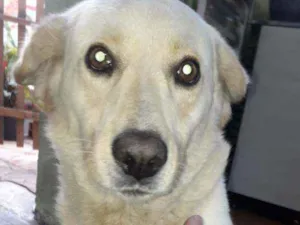 Cachorro raça Labrador/vira lata idade 1 ano nome Billy (colocamos)