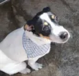 Floquinho 