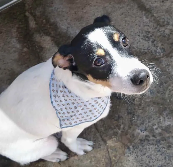 Cachorro ra a SRD idade 2 a 6 meses nome Floquinho 