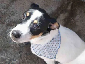 Cachorro raça SRD idade 2 a 6 meses nome Floquinho 