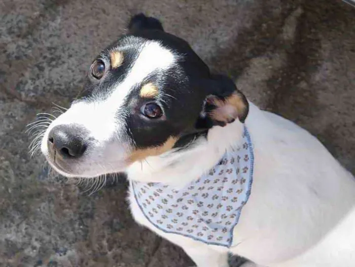 Cachorro ra a SRD idade 2 a 6 meses nome Floquinho 