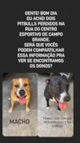 Cachorro raça Pitbull  idade 2 anos nome Não sabemos os nomes