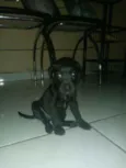 Sn