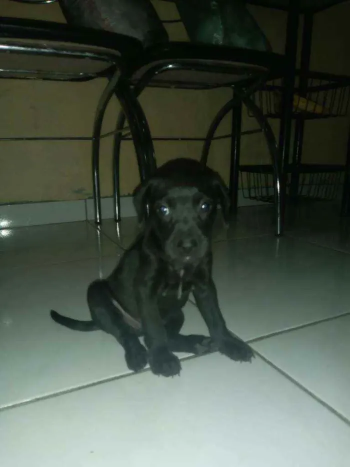Cachorro ra a Sem raça definida idade 2 a 6 meses nome Sn