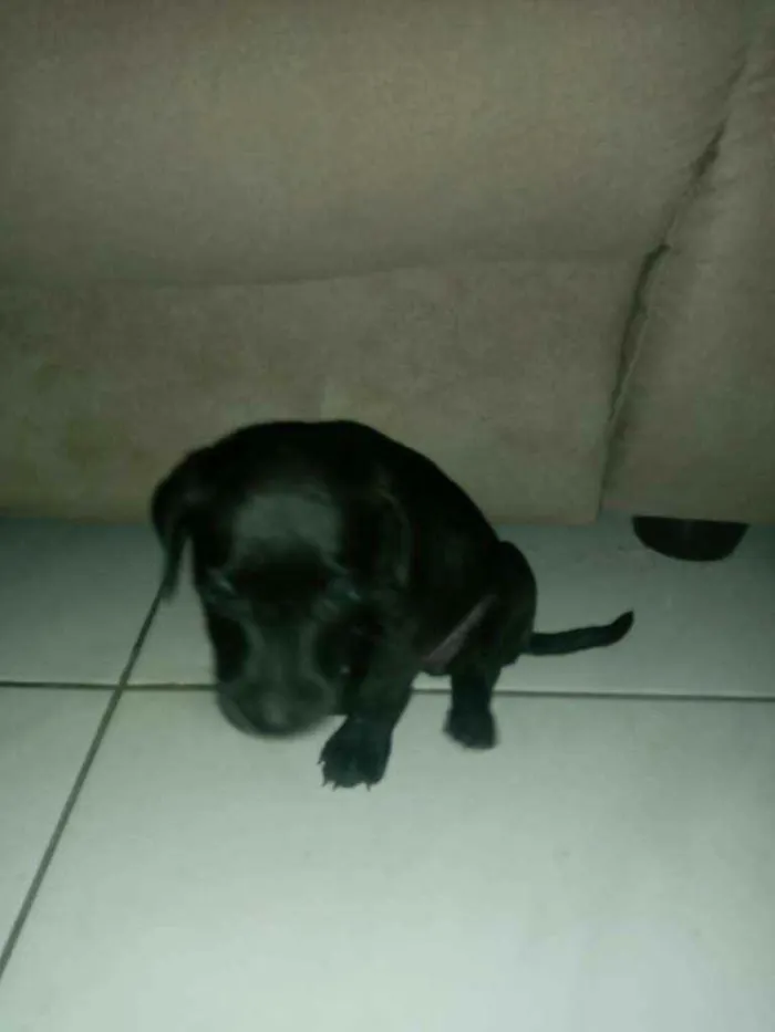 Cachorro ra a Sem raça definida idade 2 a 6 meses nome Sn