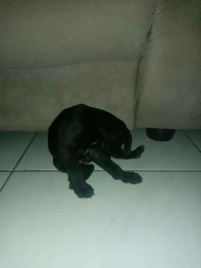 Cachorro ra a Sem raça definida idade 2 a 6 meses nome Sn