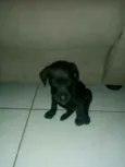 Sn