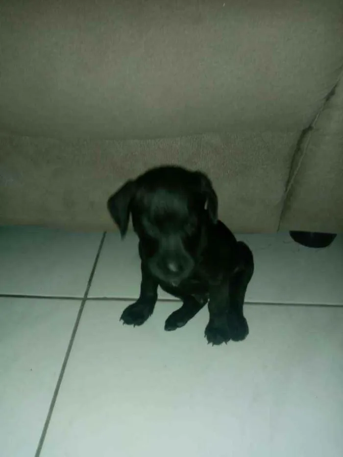 Cachorro ra a Sem raça definida idade 2 a 6 meses nome Sn