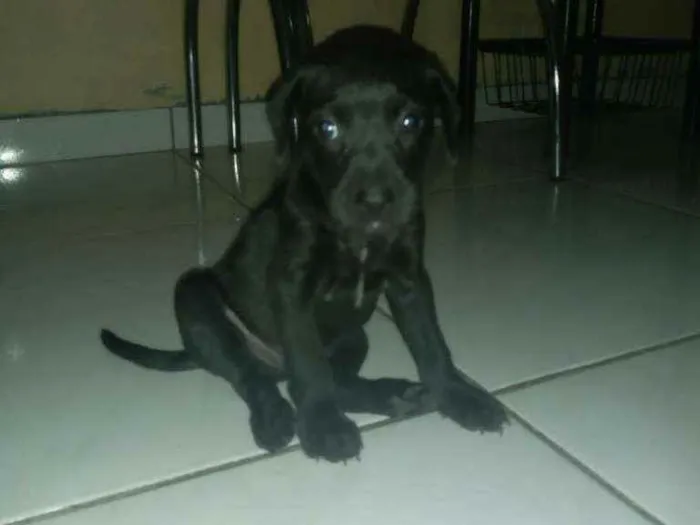 Cachorro ra a Sem raça definida idade 2 a 6 meses nome Sn