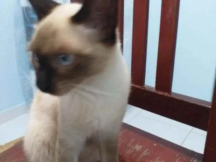 Gato raça Siamês  idade 2 a 6 meses nome Rubi