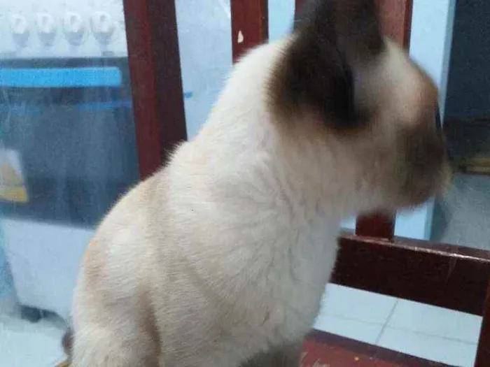 Gato raça Siamês  idade 2 a 6 meses nome Rubi