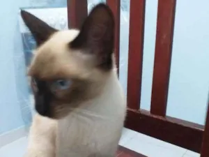 Gato raça Siamês  idade 2 a 6 meses nome Rubi