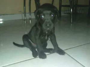 Cachorro raça Sem raça definida idade 2 a 6 meses nome Sn