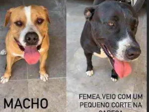 Cachorro raça Pitbull  idade 2 anos nome Não sabemos os nomes