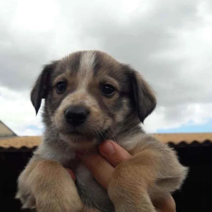 Cachorro ra a Mestizo  idade Abaixo de 2 meses nome Michelangelo
