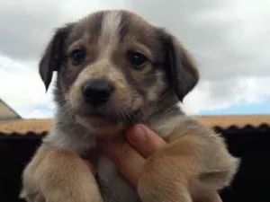 Cachorro raça Mestizo  idade Abaixo de 2 meses nome Michelangelo