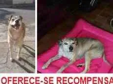 Cachorro raça Vira lata idade 6 ou mais anos nome Rebeca