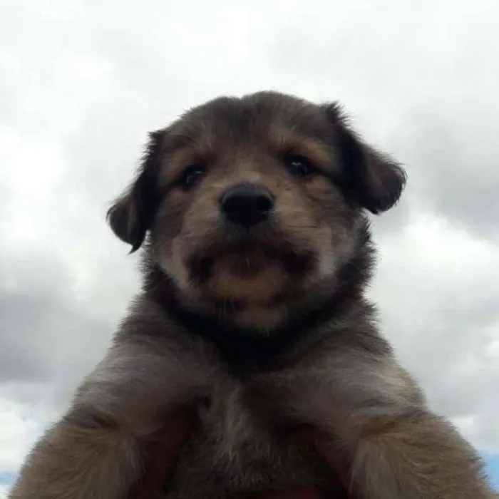 Cachorro ra a Mestizo  idade Abaixo de 2 meses nome Donatelo