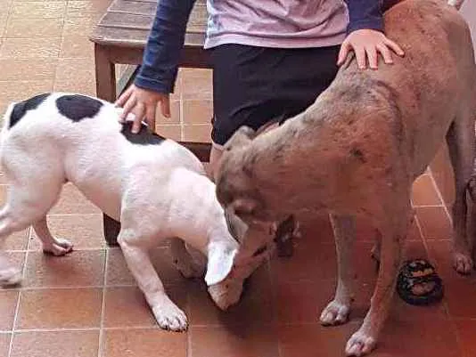 Cachorro ra a Vira lata idade 6 ou mais anos nome Rebeca