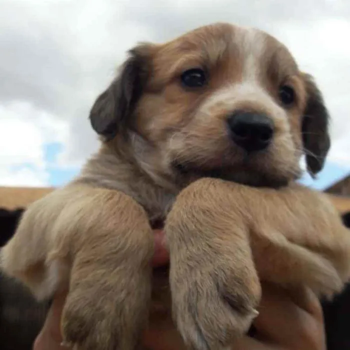 Cachorro ra a Mestizo  idade Abaixo de 2 meses nome Rafael