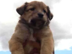 Cachorro raça Mestizo  idade Abaixo de 2 meses nome Leonardo
