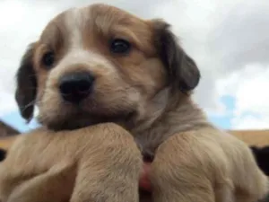 Cachorro raça Mestizo  idade Abaixo de 2 meses nome Rafael
