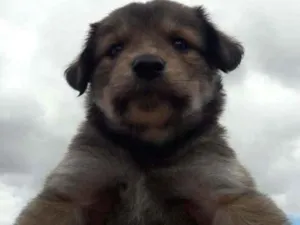 Cachorro raça Mestizo  idade Abaixo de 2 meses nome Donatelo