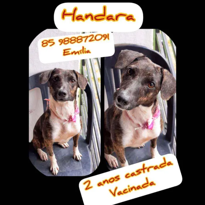 Cachorro ra a Srd idade 2 anos nome Handara