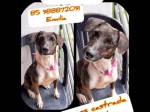 Cachorro raça Srd idade 2 anos nome Handara
