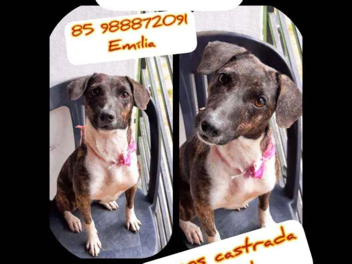 Cachorro ra a Srd idade 2 anos nome Handara