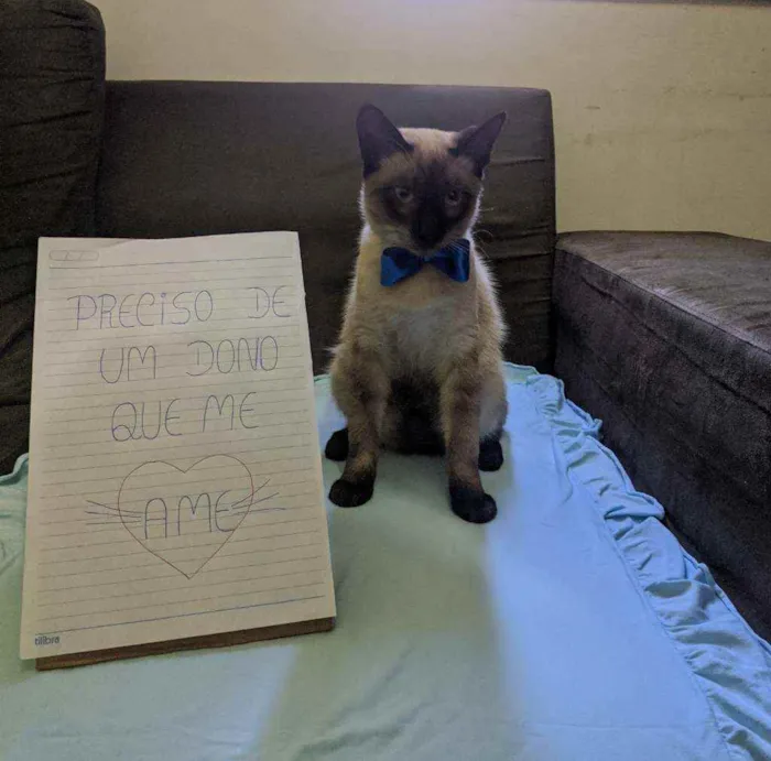 Gato ra a Siamês idade 1 ano nome Desconhecido