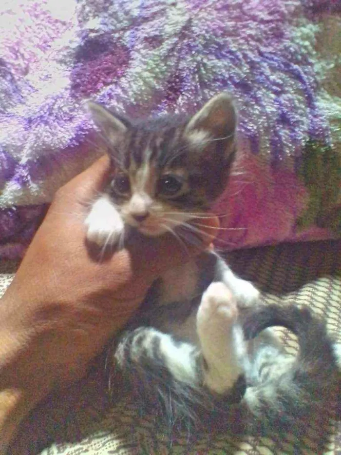 Gato raça Srd idade Abaixo de 2 meses nome Guga