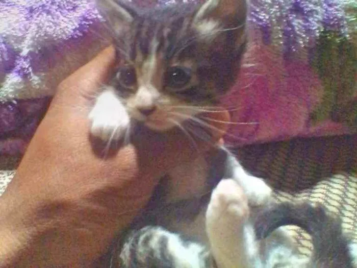 Gato raça Srd idade Abaixo de 2 meses nome Guga