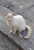 Amarelo só na orelha