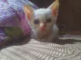 Gugu