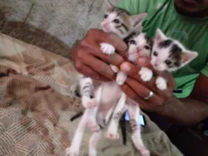 Gato raça Srd idade Abaixo de 2 meses nome Sem nomes