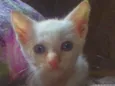 Gugu
