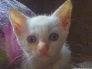 Gato raça Srd idade 2 a 6 meses nome Gugu