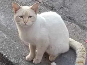 Gato raça Srd idade 1 ano nome Amarelo só na orelha
