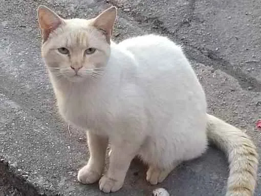 Gato ra a Srd idade 1 ano nome Amarelo só na orelha