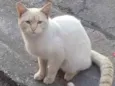 Amarelo só na orelha
