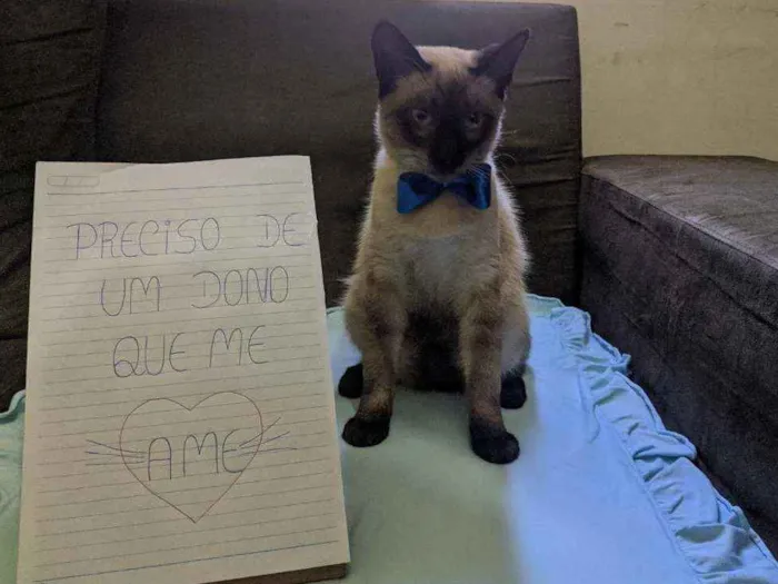 Gato ra a Siamês idade 1 ano nome Desconhecido